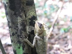 Acanthosaura cardamomensis