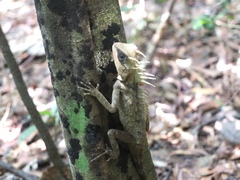 Acanthosaura cardamomensis