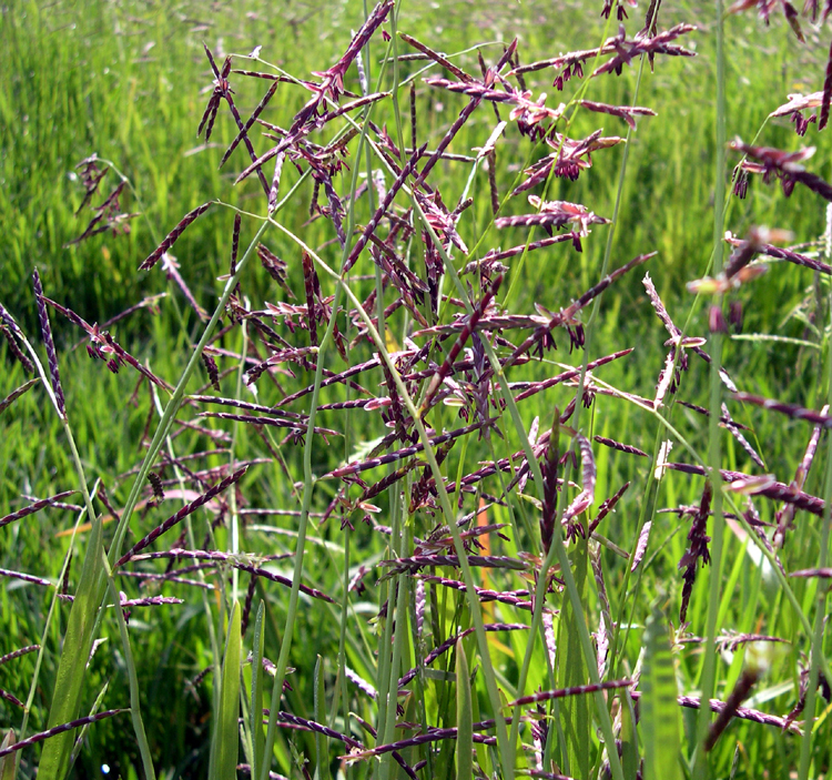 Pleuropogon californicus