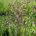 Annual Semaphoregrass - Photo Gordon Leppig & Andrea J. Pickart, no known copyright restrictions (public domain)