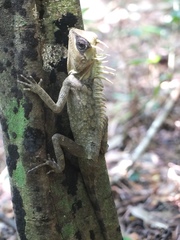 Acanthosaura cardamomensis
