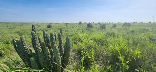Bushman's Hat