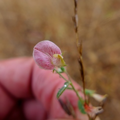Acmispon americanus americanus