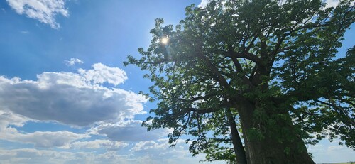 African baobab
