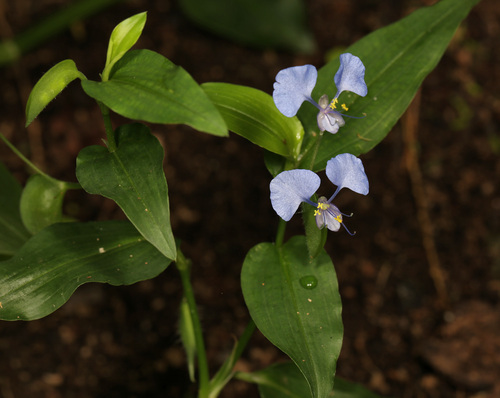 Commelina eckloniana (Commelina eckloniana)
