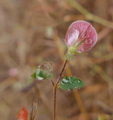 Acmispon americanus americanus