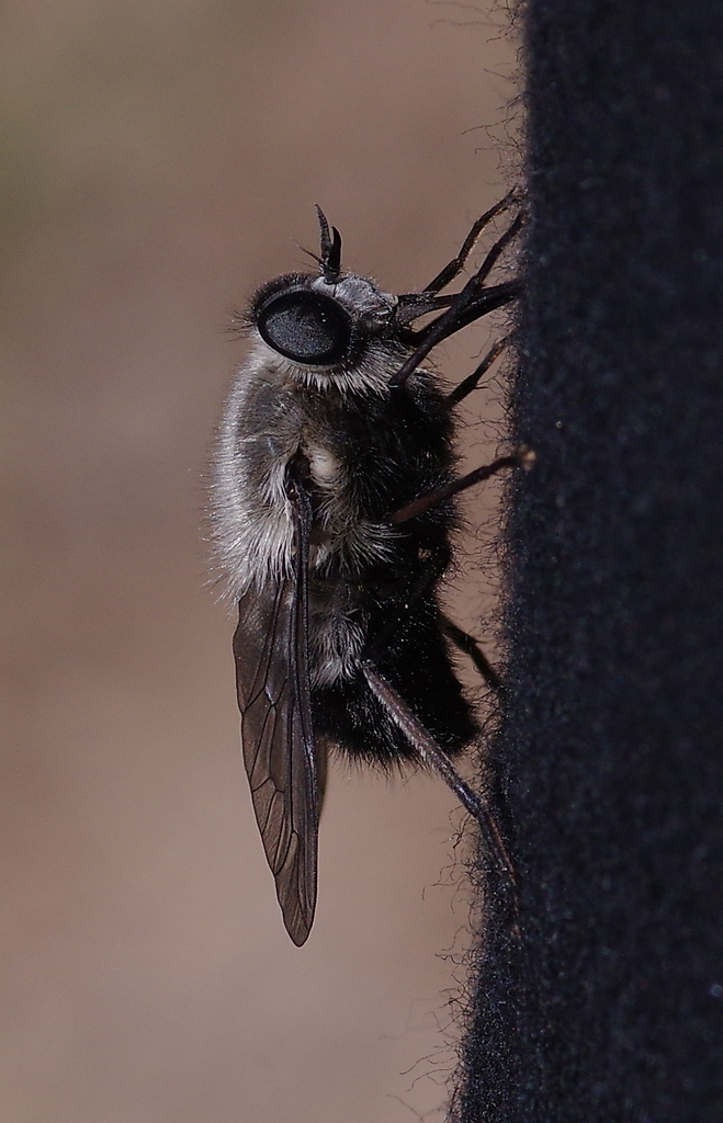 Sixtomyia leucothorax