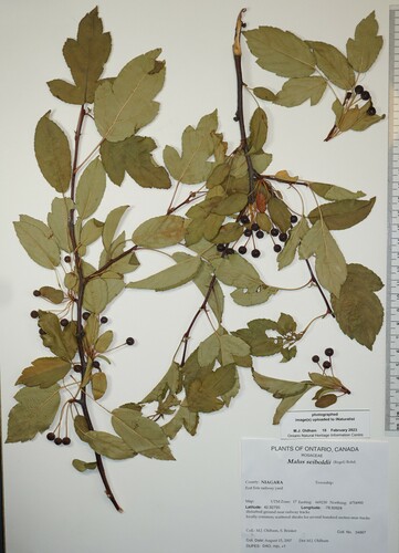 Malus X zumi