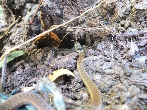 Photo of a Triangle Many-tooth Snake (Sibynophis triangularis)