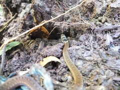 Sibynophis triangularis