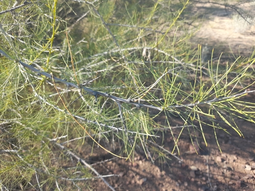Image of Parkinsonia africana by no rights reserved