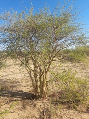 Euphorbia guerichiana image