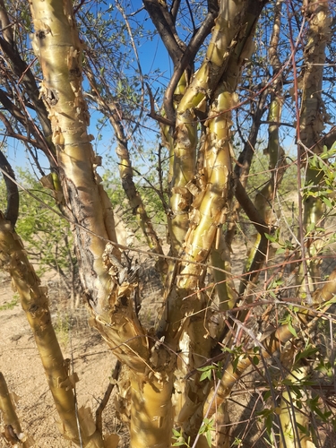 Image of Euphorbia guerichiana by no rights reserved