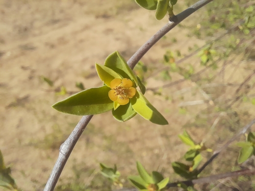 Image of Euphorbia guerichiana by no rights reserved