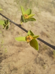 Euphorbia guerichiana image