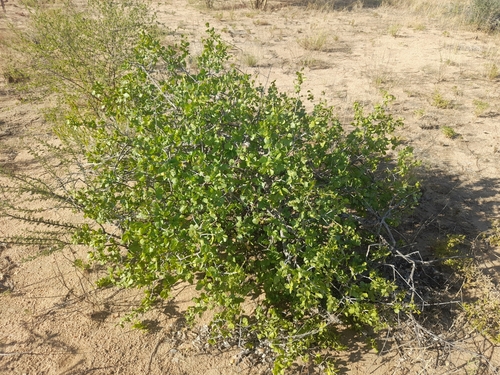 Commiphora pyracanthoides
