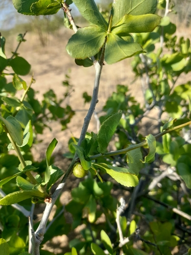 Commiphora pyracanthoides