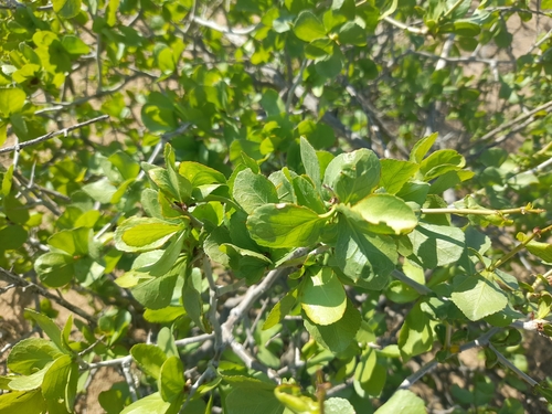 Commiphora pyracanthoides