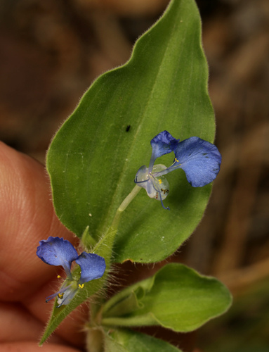 Trapoeraba (Commelina benghalensis)