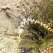 Marcelliopsis splendens - Photo (c) Nogga_Eugene, some rights reserved (CC BY-NC), uploaded by Nogga_Eugene