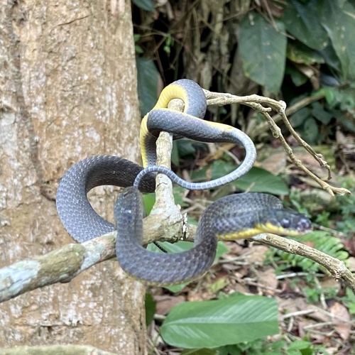 Photo of a Weiler's Tree Snake (Dipsadoboa weileri)