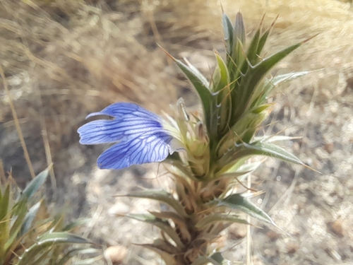 How to identify Blepharis grossa (Nees) T.Anderson