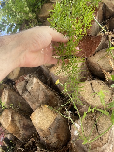 Asparagus aethiopicus image