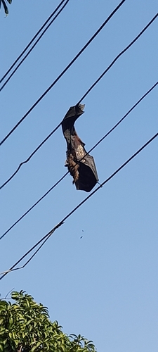 Indian Flying Fox