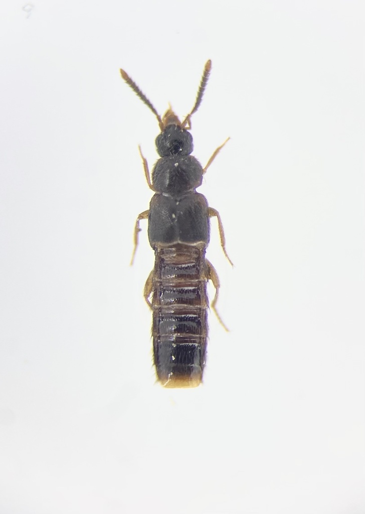 Silusa