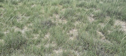 Spike Grass