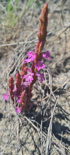 cowpea witchweed