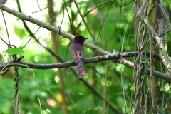 Terpsiphone atrocaudata