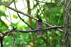 Terpsiphone atrocaudata