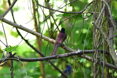 Terpsiphone atrocaudata