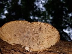 Polyporales