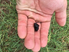 Phanaeus triangularis