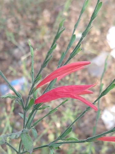Image of Dicliptera sexangularis by (c) Francisco Emilio Roldán Velasco, some rights reserved (CC BY)