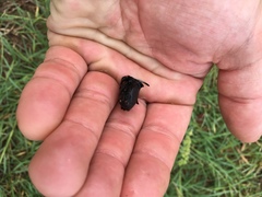 Phanaeus triangularis