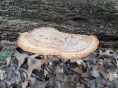 Polyporales