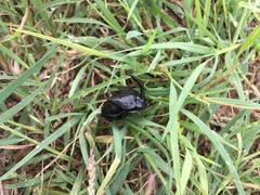 Phanaeus triangularis