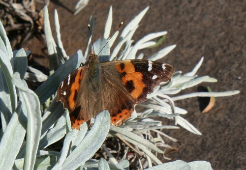 Canary Red Admiral photo 2