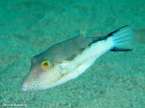 Macaronesian Toby