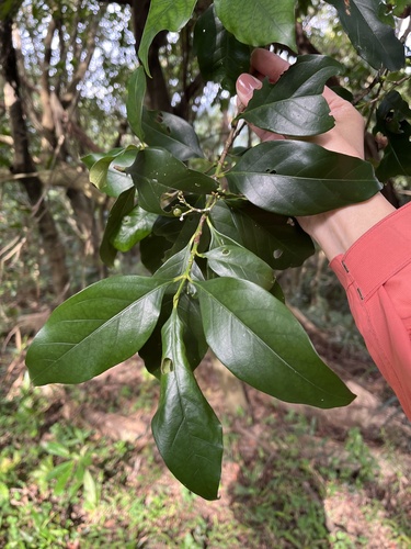 Aidia cochinchinensis iNat (2)