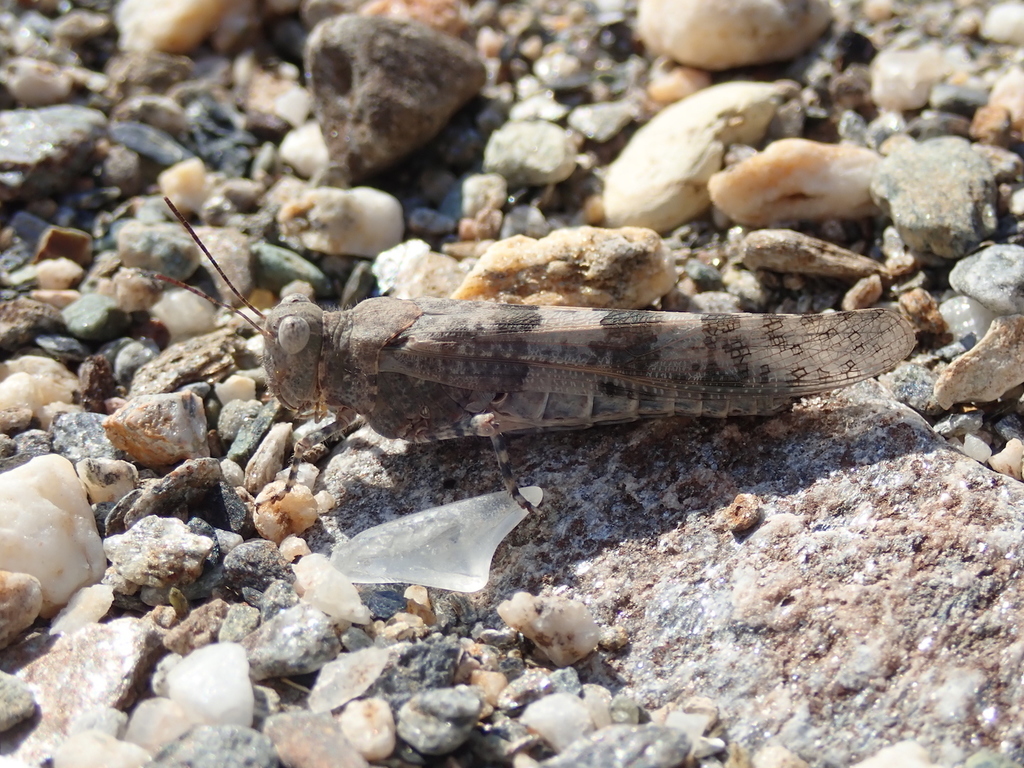 Sphingonotus