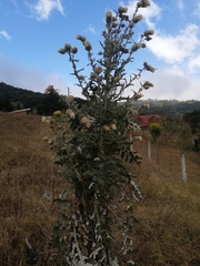 Cirsium subcoriaceum image