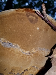 Polyporales