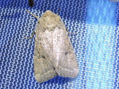 Eucoptocnemis fimbriaris