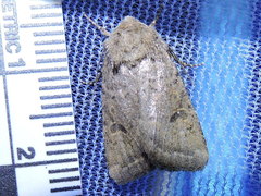 Eucoptocnemis fimbriaris