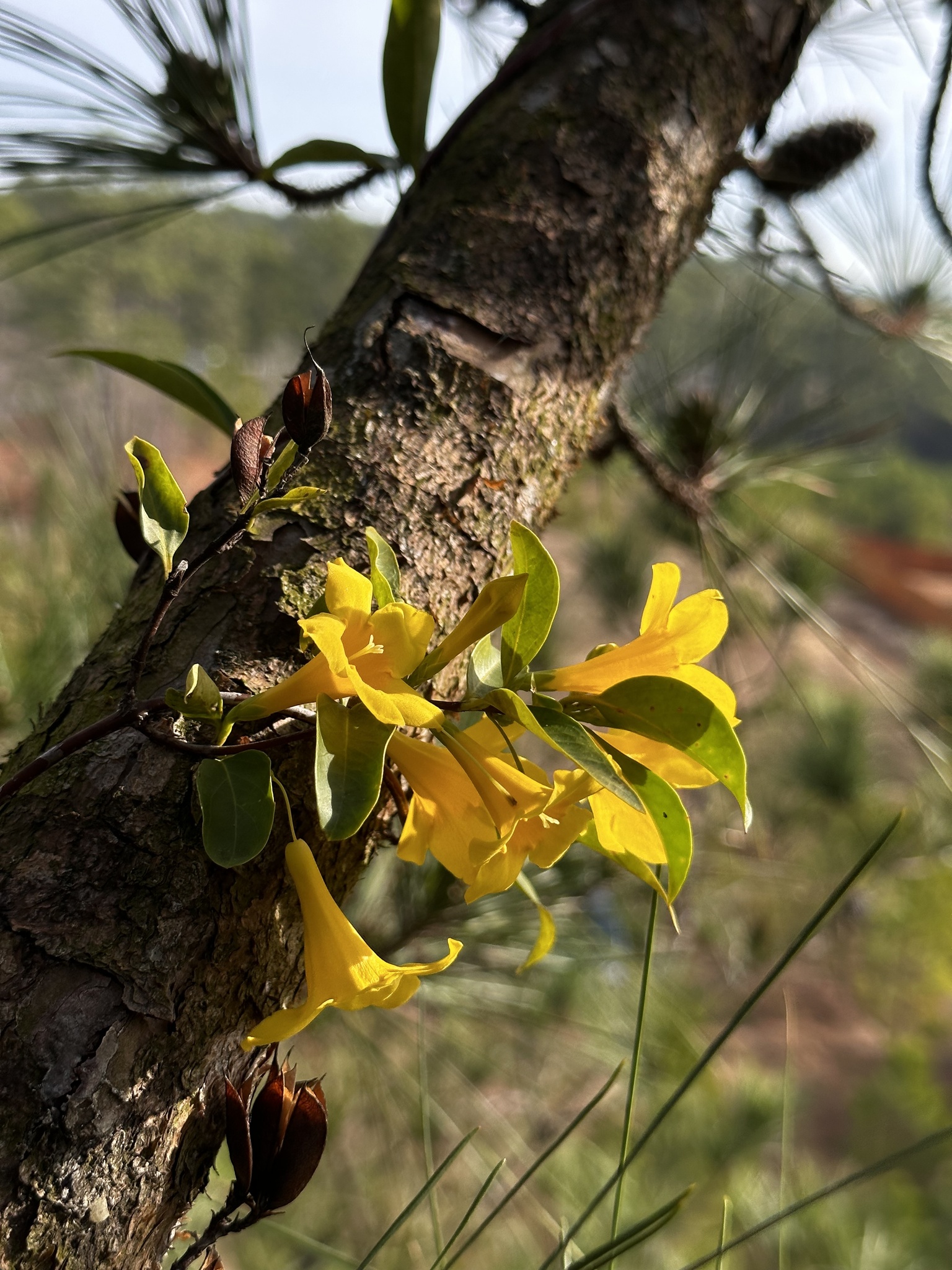 Gelsemiaceae