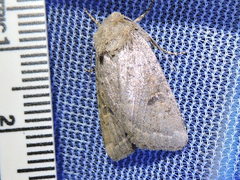 Eucoptocnemis fimbriaris